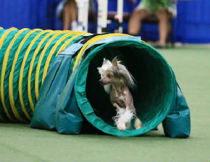 Images/Agility4.jpg