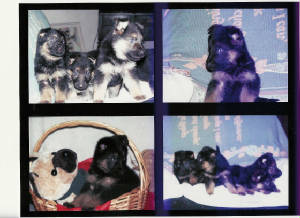 Images/GSD_Puppies_4_sq_photos.jpg