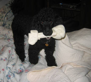 Images/Poodle_and_Bone_Jan2010178.jpg
