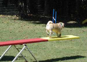 Images/Pug_Agility.jpg