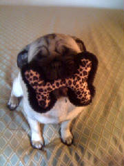 Images/Pug_with_Cloth_Bone.jpg