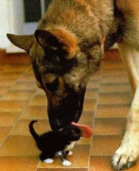 Images/GSD_licking_Cat.jpg